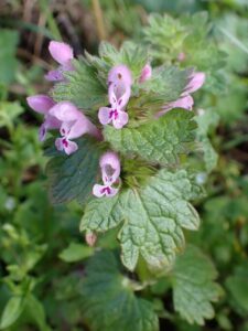 Lamium coutinhoi