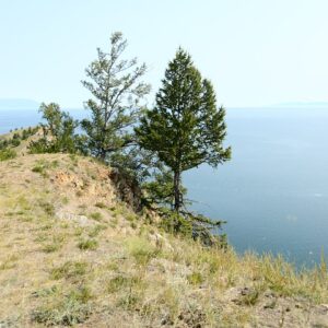 Larix × czekanowskii