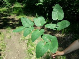Laserpitium latifolium subsp. latifolium