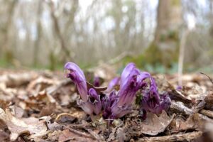 Lathraea clandestina