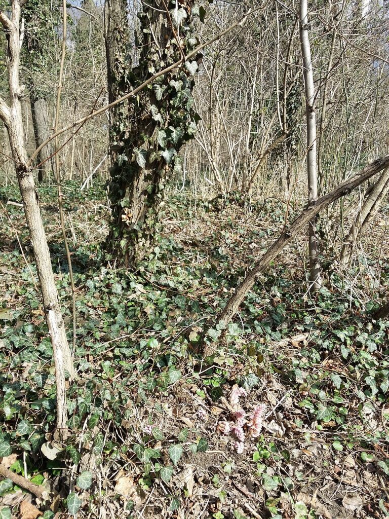 Lathraea squamaria subsp. squamaria