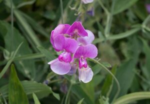 Lathyrus rotundifolius