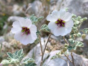 Malva subovata