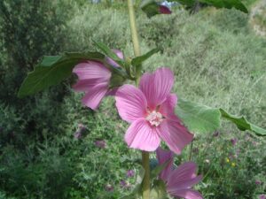 Malva olbia