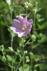 Malva thuringiaca