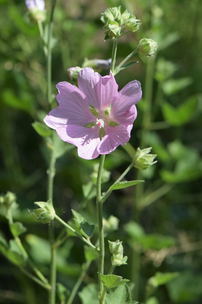 Malva thuringiaca