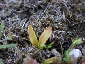 Ophioglossum lusitanicum