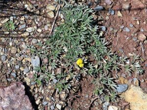 Leobordea lupinifolia