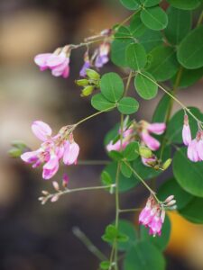 Lespedeza bicolor