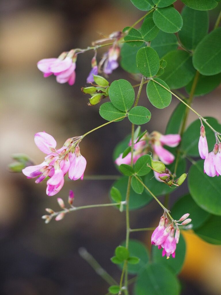 Lespedeza bicolor