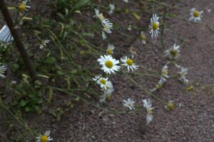 Leucanthemum gaudinii