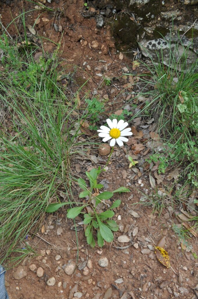Leucanthemum montserratianum