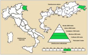 Leucanthemum platylepis