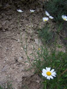 Leucanthemum subglaucum