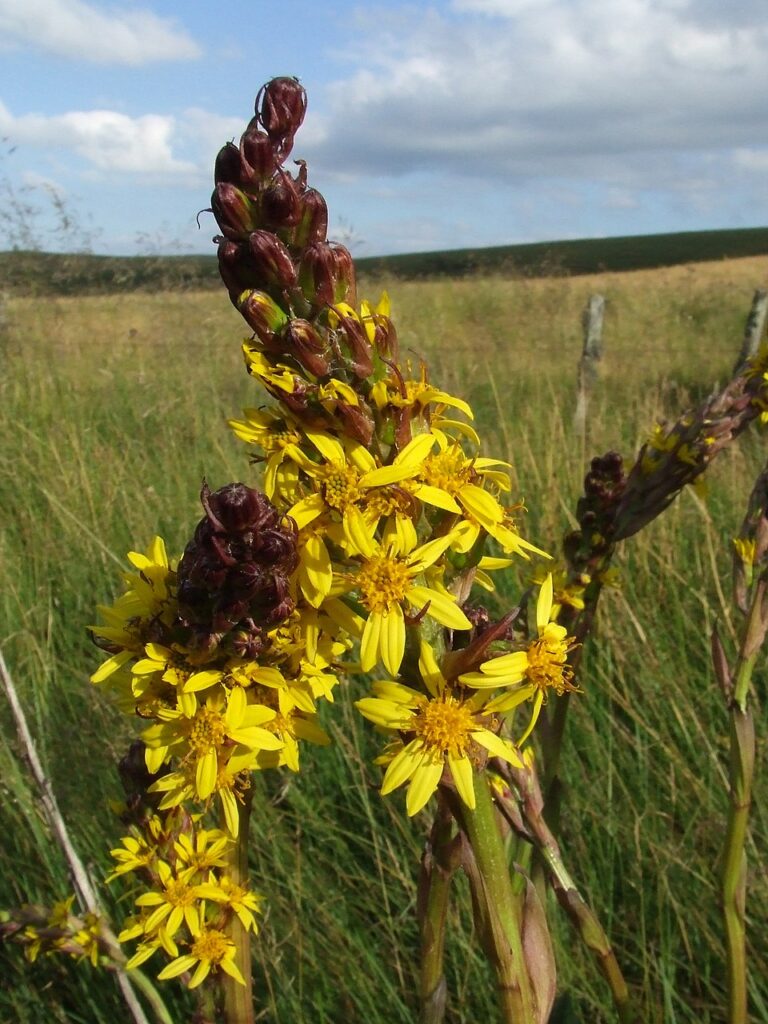 Ligularia sibirica subsp. sibirica