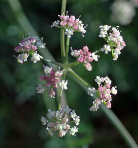Mutellina
