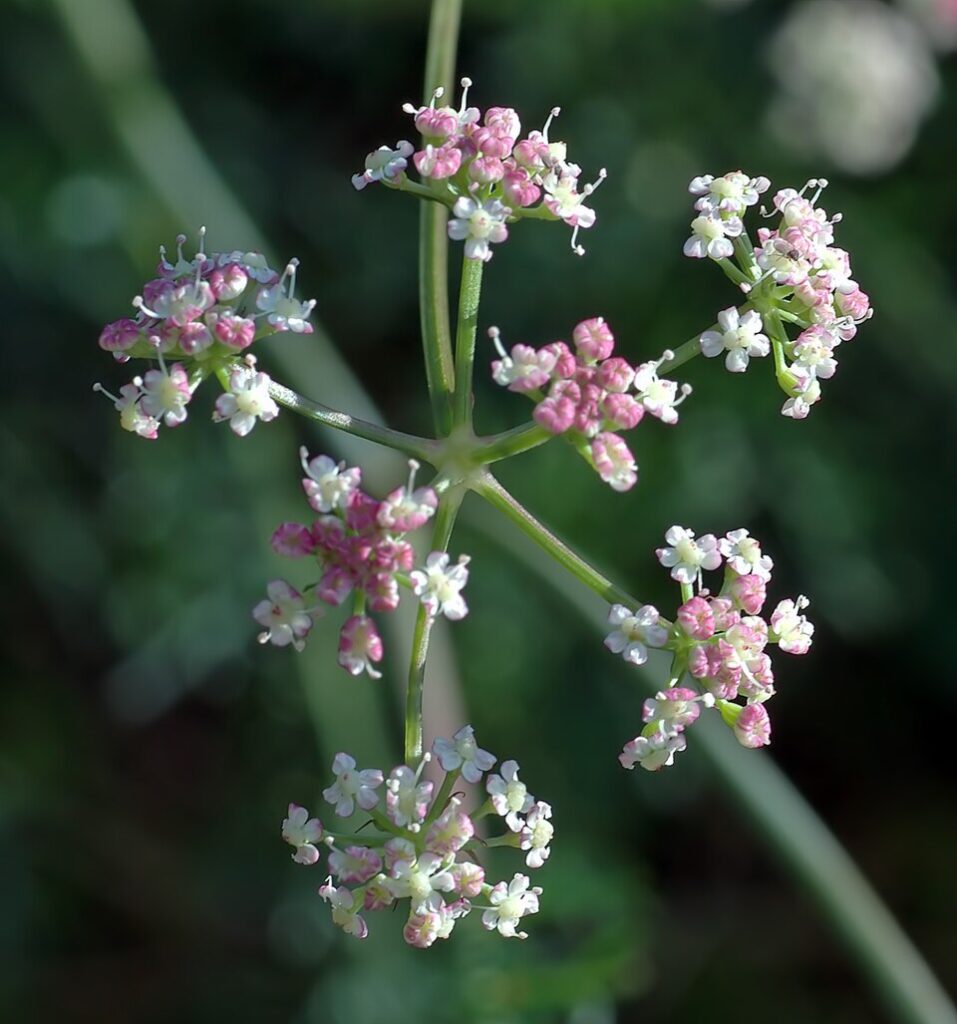 Mutellina