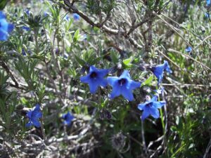 Lithodora fruticosa