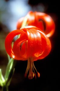 Lilium chalcedonicum