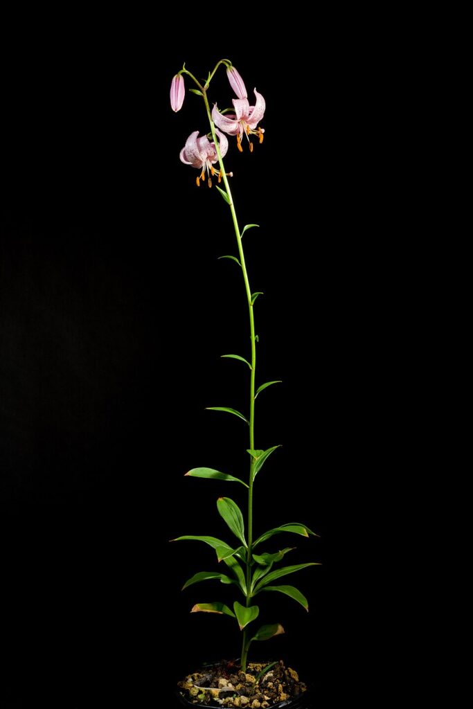 Lilium martagon var. martagon
