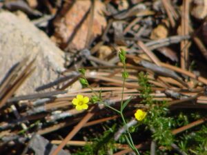 Linum maritimum
