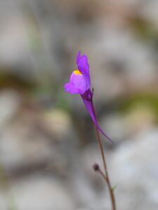 Linaria becerrae