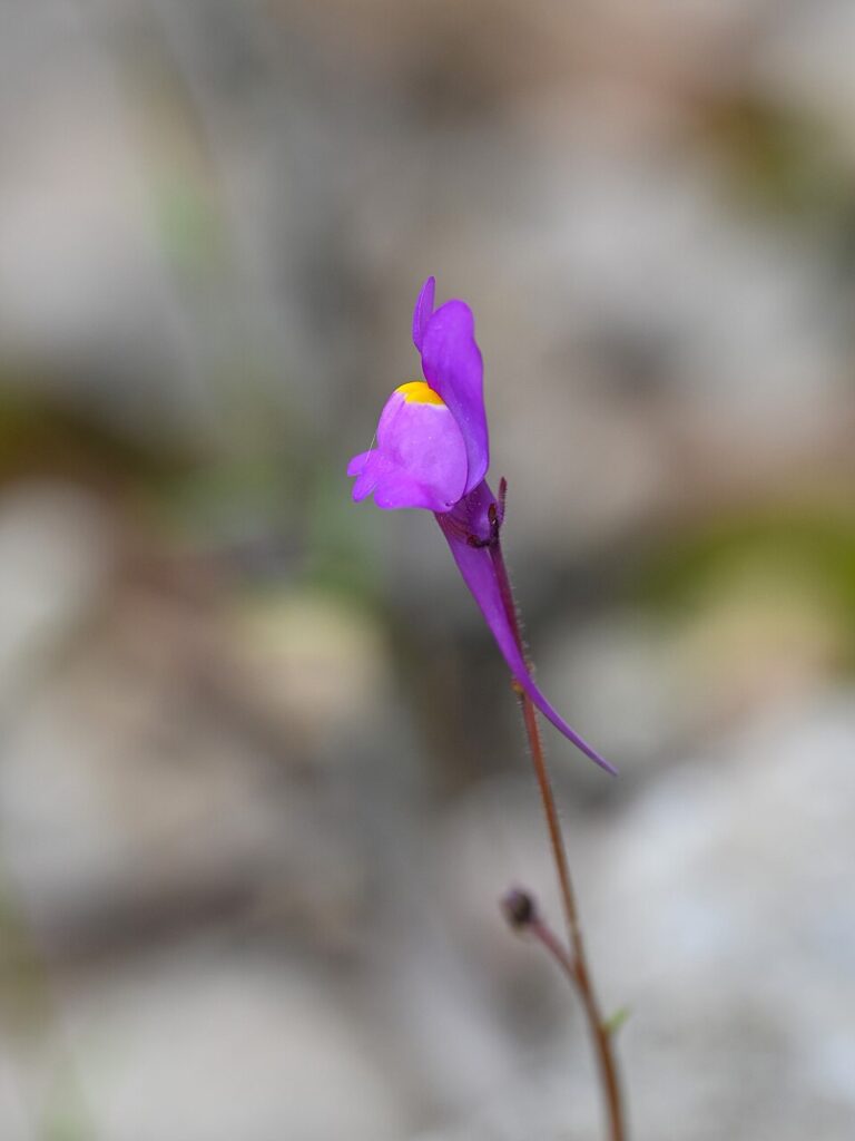 Linaria becerrae