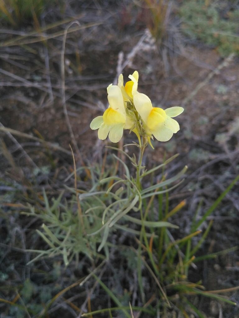 Linaria burjatica