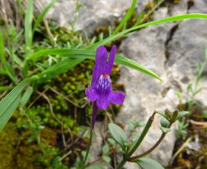 Linaria faucicola