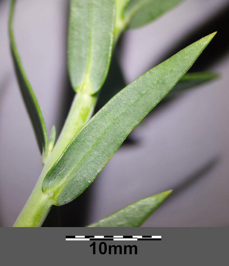 Linaria genistifolia subsp. genistifolia