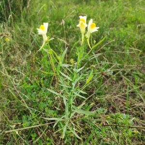 Linaria melampyroides