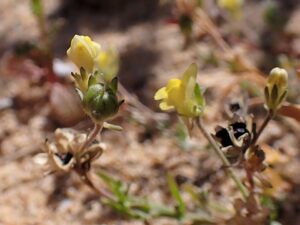 Linaria munbyana