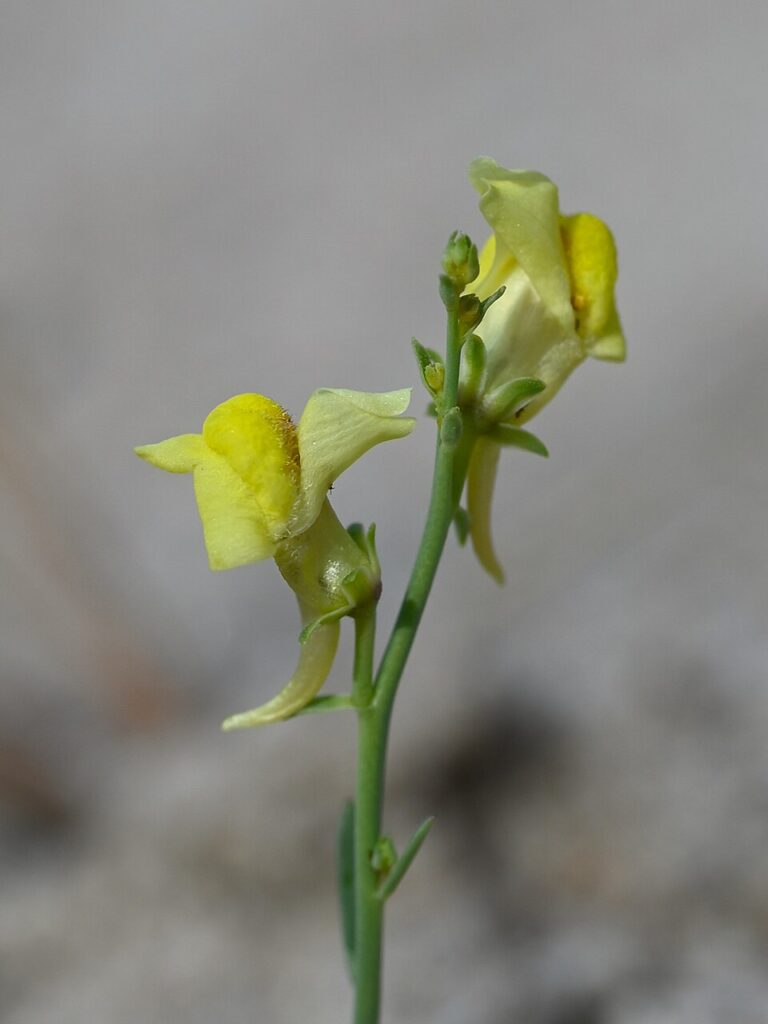 Linaria loeselii