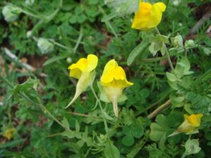 Linaria platycalyx