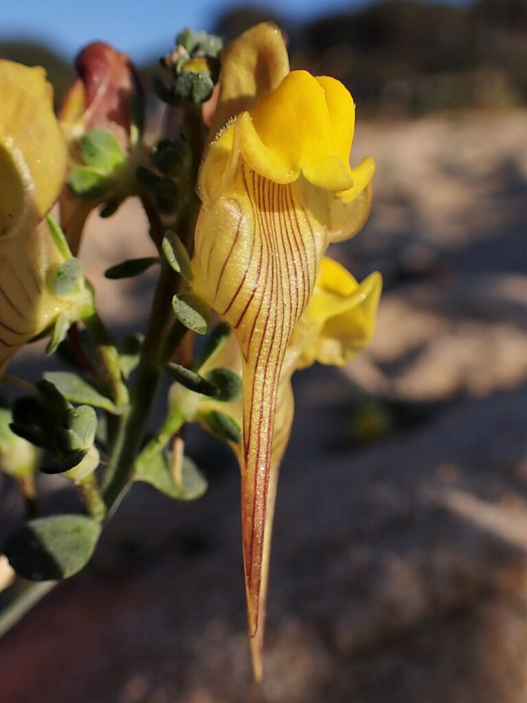 Linaria polygalifolia