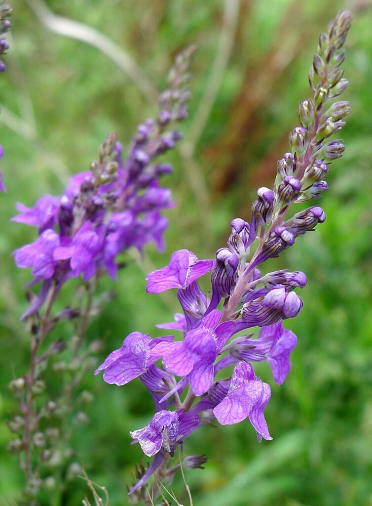 Linaria purpurea