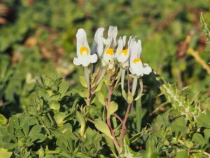Linaria reflexa