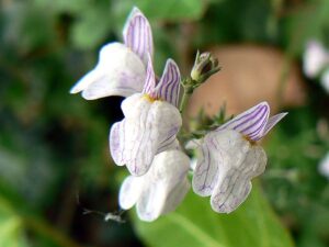 Linaria repens
