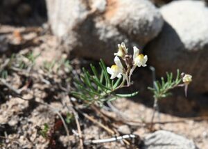 Linaria saturejoides
