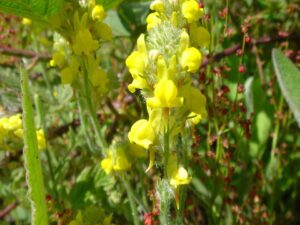 Linaria saxatilis