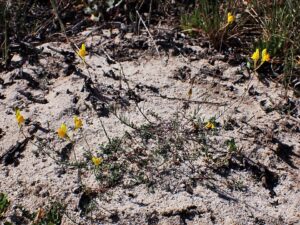 Linaria spartea