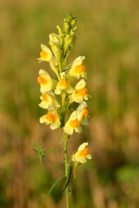 Linaria vulgaris