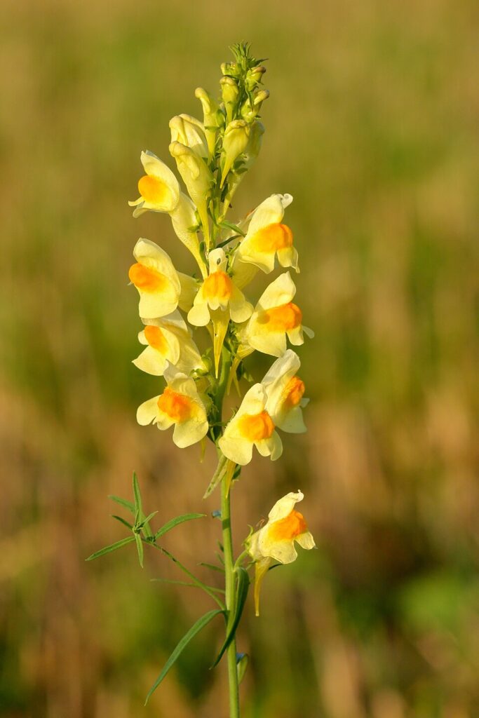 Linaria vulgaris