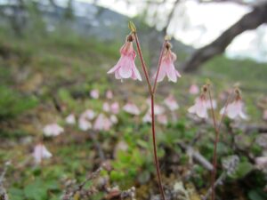 Linnaea borealis