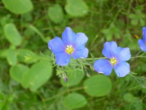 Linum alpinum