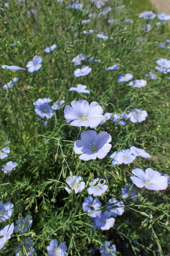 Linum altaicum