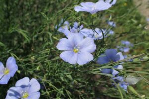 Linum altaicum subsp. altaicum