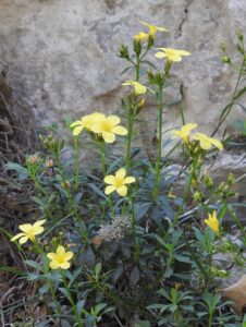 Linum arboreum