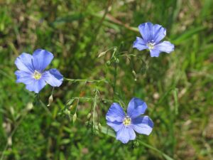 Linum austriacum
