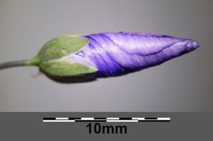 Linum austriacum subsp. austriacum